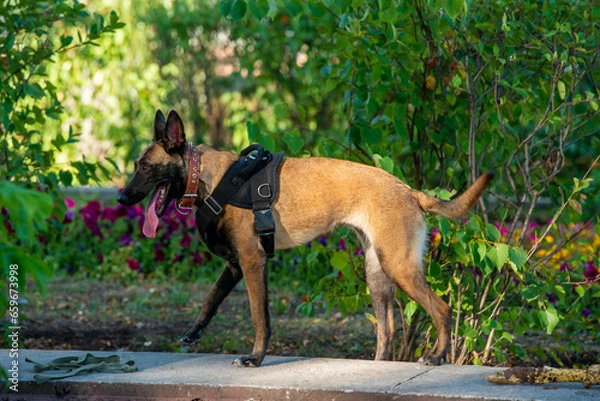 Obraz Official Belgian Shepherd Malinois in nature in a harness