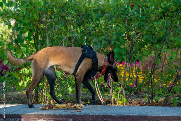 Obraz Official Belgian Shepherd Malinois in nature in a harness