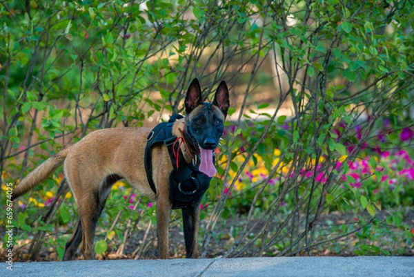 Obraz Official Belgian Shepherd Malinois in nature in a harness