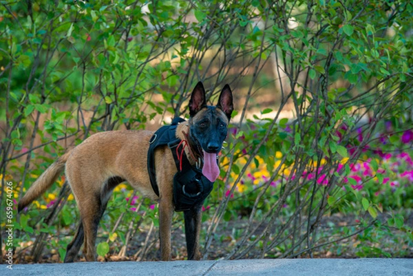 Obraz Official Belgian Shepherd Malinois in nature in a harness