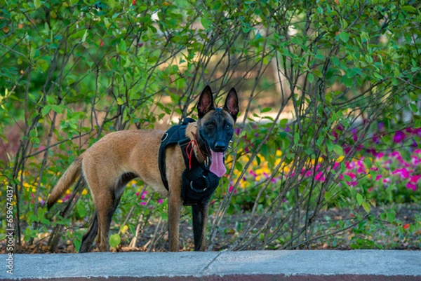 Obraz Official Belgian Shepherd Malinois in nature in a harness