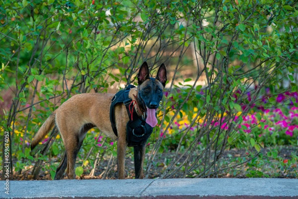 Obraz Official Belgian Shepherd Malinois in nature in a harness