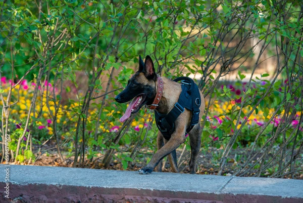 Obraz Official Belgian Shepherd Malinois in nature in a harness