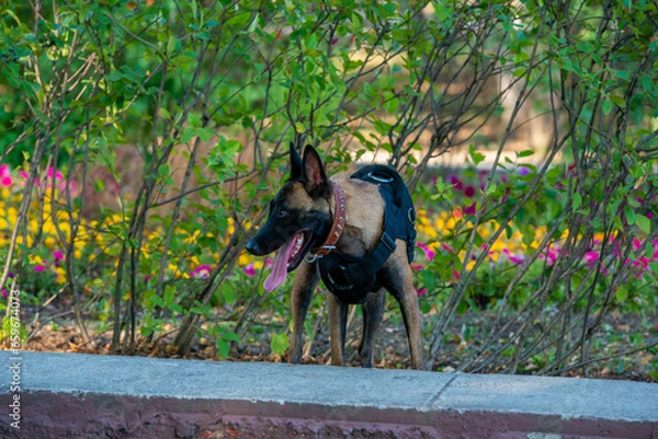 Obraz Official Belgian Shepherd Malinois in nature in a harness