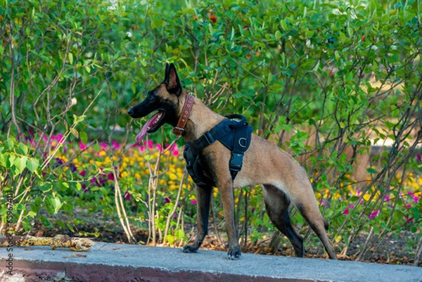 Obraz Official Belgian Shepherd Malinois in nature in a harness