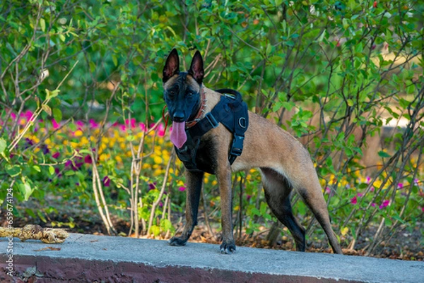 Obraz Official Belgian Shepherd Malinois in nature in a harness
