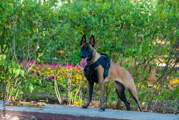Obraz Official Belgian Shepherd Malinois in nature in a harness