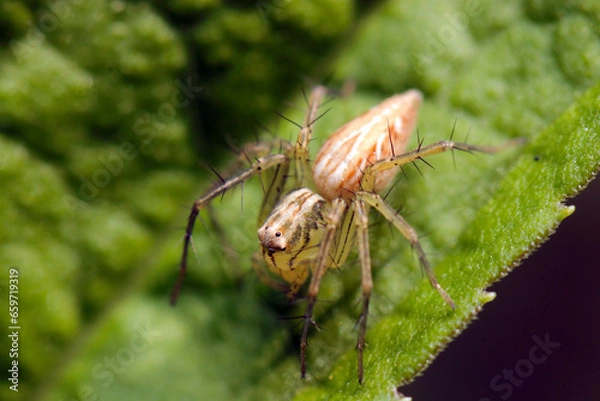 Fototapeta 葉上に雄のササグモ（マクロレンズ使用・ストロボ＋自然光・接写写真）
