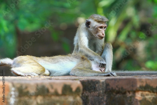 Fototapeta japanese macaque sitting on the ground