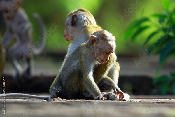 Fototapeta japanese macaque sitting on a tree