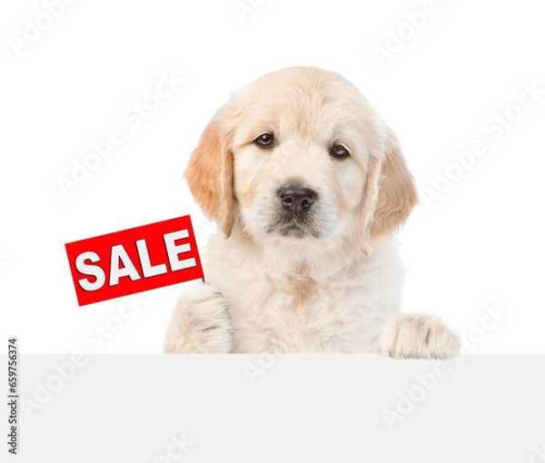 Fototapeta Smart Golden retriver puppy shows signboard with labeled "sale" above empty white banner. isolated on white background