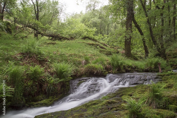 Obraz Running Stream