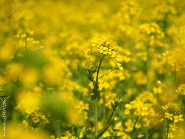 Fototapeta 早春の花　菜の花