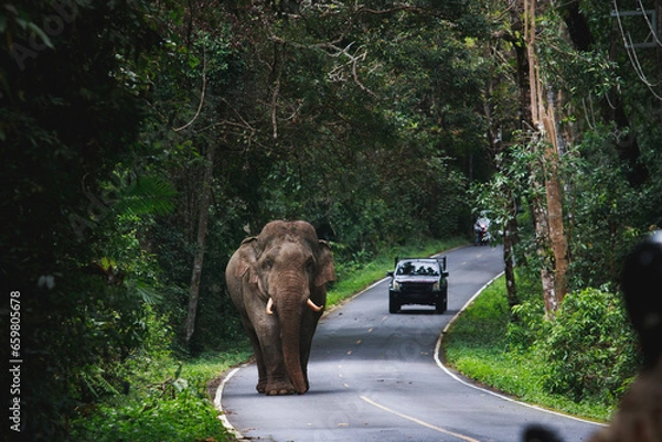 Fototapeta wild elephant walking on mountain road of khao yai national park khaoyai is one of most important natural sanctuary in south east asia