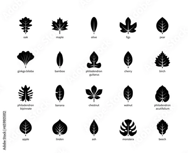 Fototapeta Leaf silhouettes vector icons with title. Isolated outline silhouette of leaves oak, maple, olive, figs and other leaves on a white background.