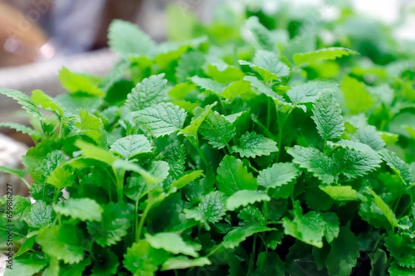 Obraz fresh mint leaves