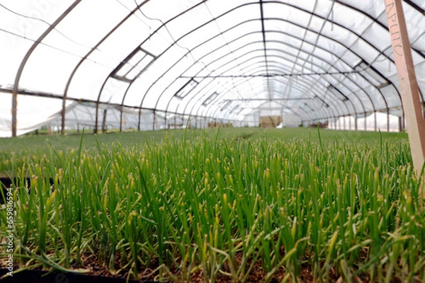Obraz greenhouse with plants