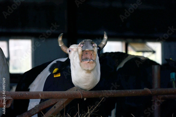 Obraz a cow in a stall on a farm