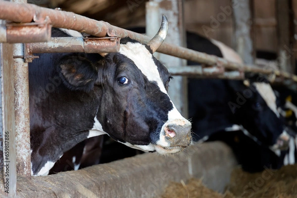 Obraz a cow in a stall on a farm