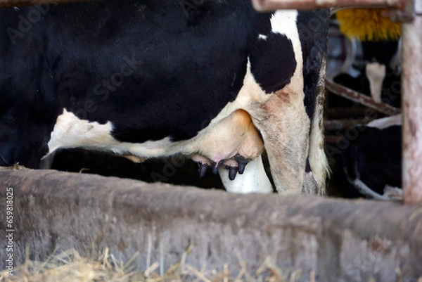 Obraz a cow in a stall on a farm