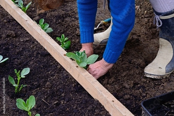Fototapeta Planting out Broad bean seedlings (Vicia Faba) during the Springtime using a wooden stick as a guide, Somerset, UK, Europe.