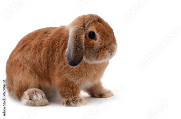 Obraz rabbit isolated on a white background