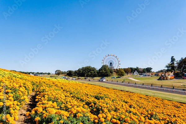 Obraz マリーゴールド畑