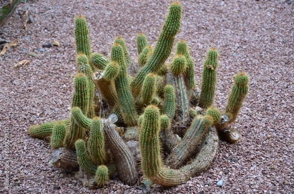 Obraz cactus