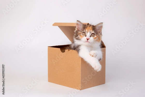 Fototapeta Funny kitten in a cardboard box, isolated on a white background with a place for text. cute kitten cat looks out with paws from a food delivery box. A cat joke in a gift box.