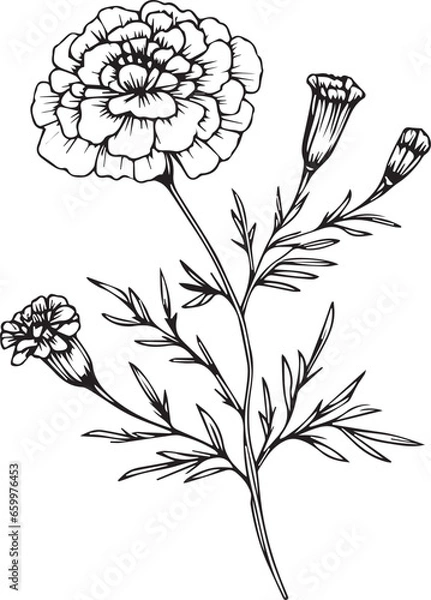 Fototapeta black marigold wall art, marigold wall print, marigold drawing tattoo, marigold line drawing tattoo, marigold fine line tattoo, October birth flower marigold fine line tattoo, cosmos october birth 