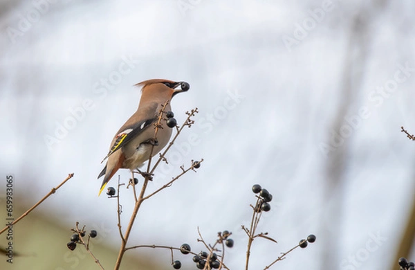Fototapeta sparrow on a branch