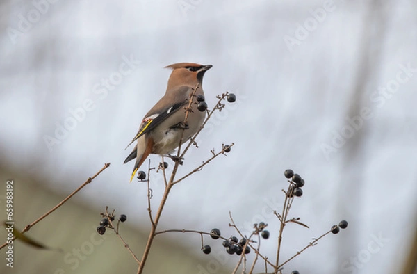 Fototapeta bird on a branch