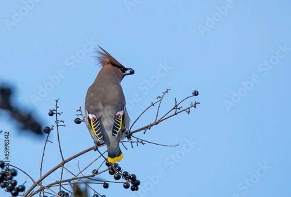 Fototapeta bird on a branch