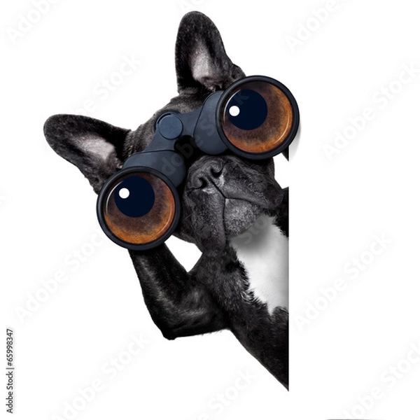 Obraz dog looking through binoculars