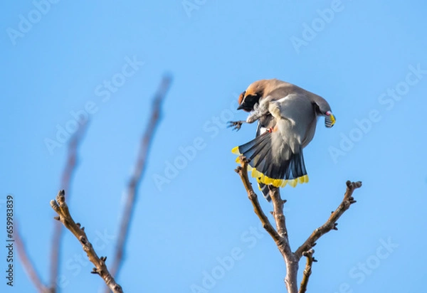 Fototapeta bird on a branch