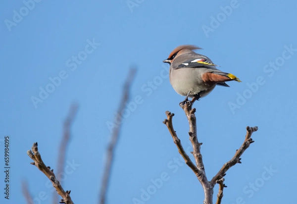 Fototapeta red backed shrike on branch