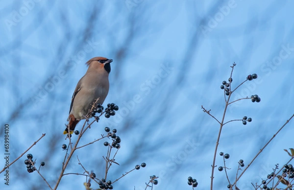 Fototapeta bird on a branch