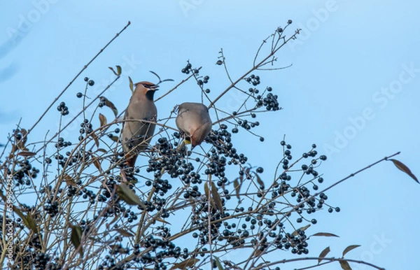 Fototapeta bird on a tree