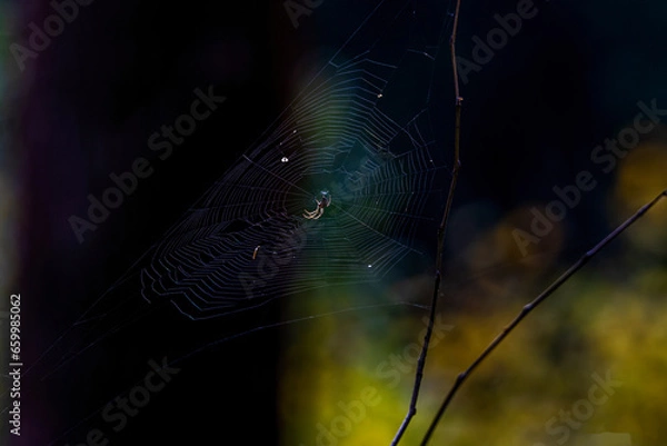 Fototapeta spider web with dew