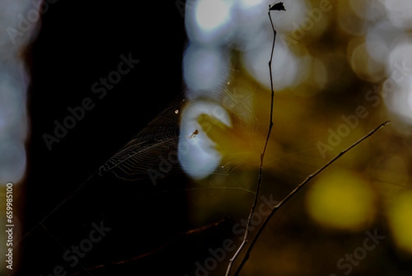Fototapeta spider on a leaf