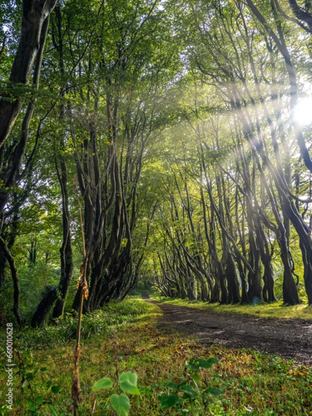 Obraz sun rays in the forest