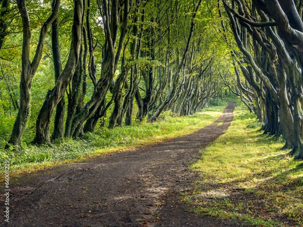 Obraz path in the forest