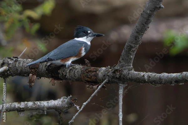 Obraz Kingfisher sitting by lake in morning light, summer, Fishers, Indiana.