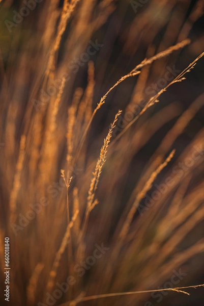 Obraz ears of field plants in the rays of the sun close-up