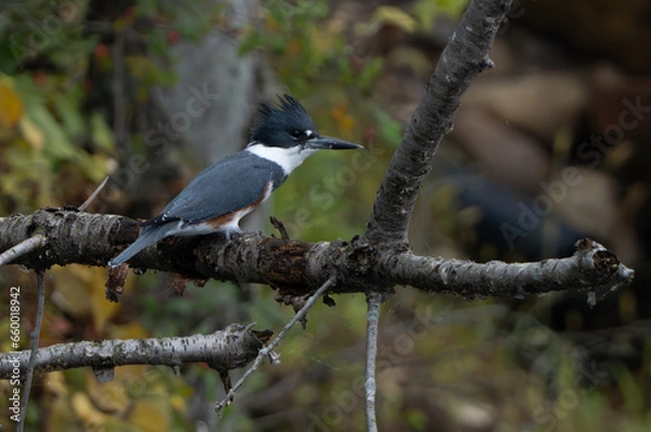 Obraz Kingfisher sitting by lake in morning light, summer, Fishers, Indiana.