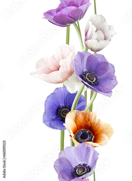 Obraz Ramo de amapolas contínuo 