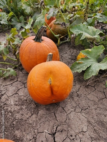 Fototapeta Seasonal pumpkins in a patch