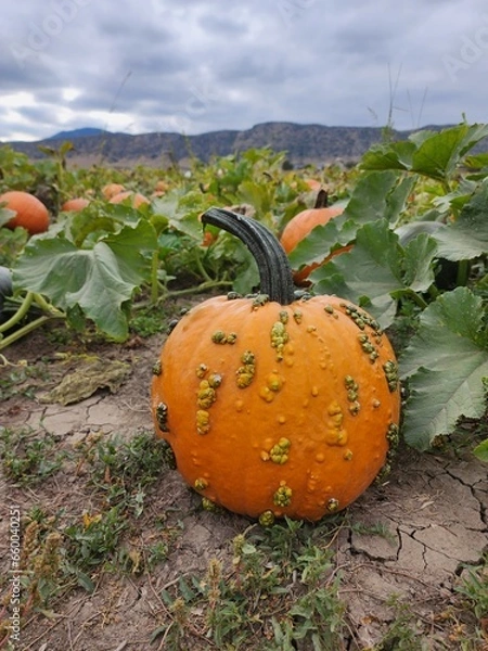 Fototapeta Seasonal pumpkins in a patch