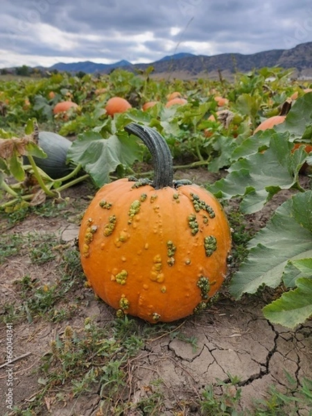 Fototapeta Seasonal pumpkins in a patch