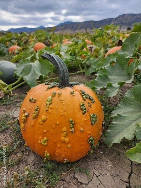 Fototapeta Seasonal pumpkins in a patch